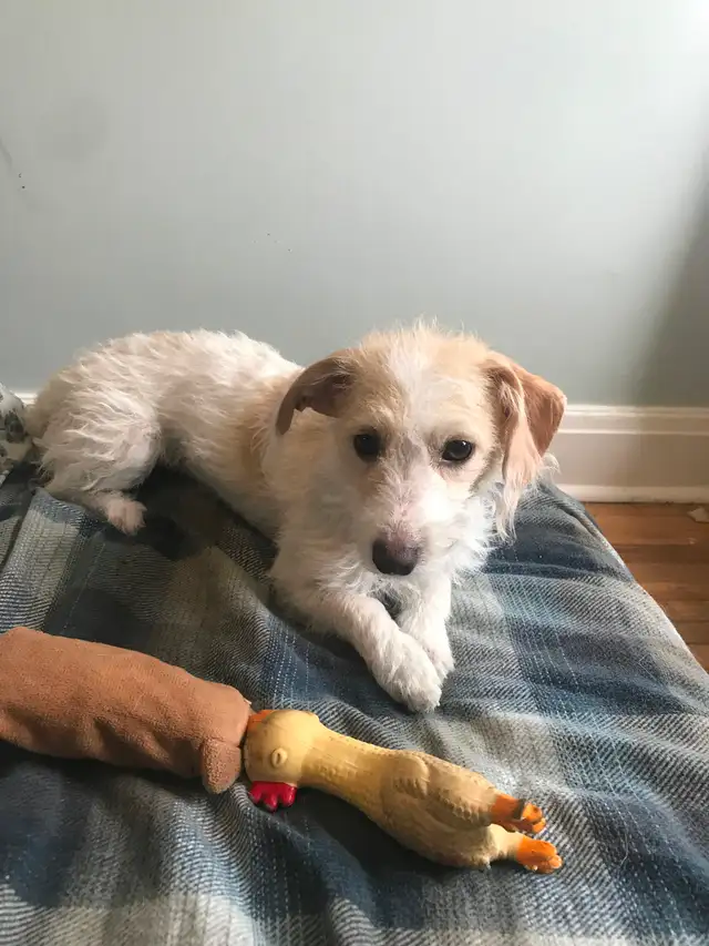 2 female puppies for sale in Dogs & Puppies for Rehoming in City of Toronto - Image 6