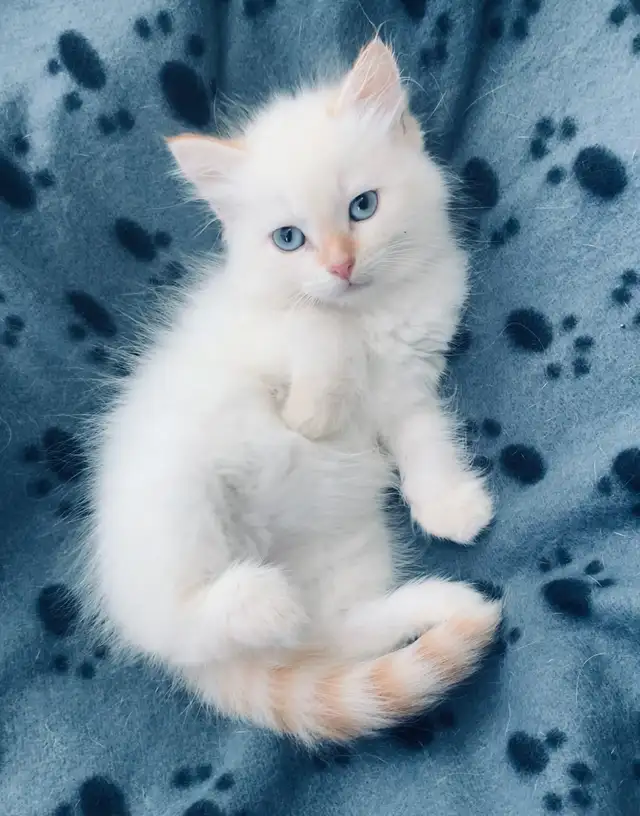 Siberian Kittens (Neva Masquerade). Hypoallergenic/Low Allergen