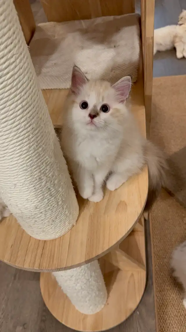 Neva Siberian Male Kitten Finding New Home