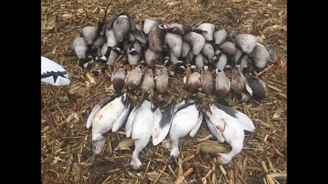 Fall Snow Goose Hunts421186770316175362