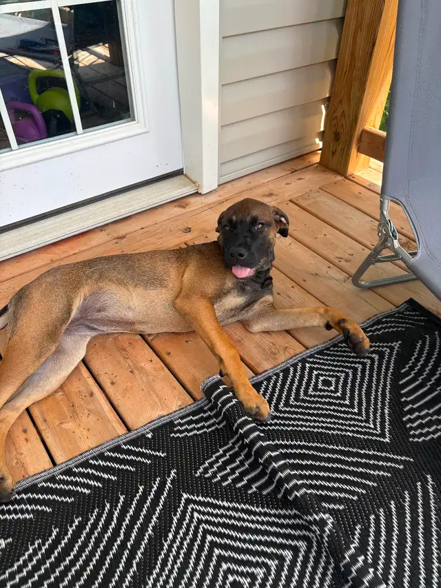Cane corso/ mastif pup for rehoming in Dogs & Puppies for Rehoming in Windsor Region - Image 5
