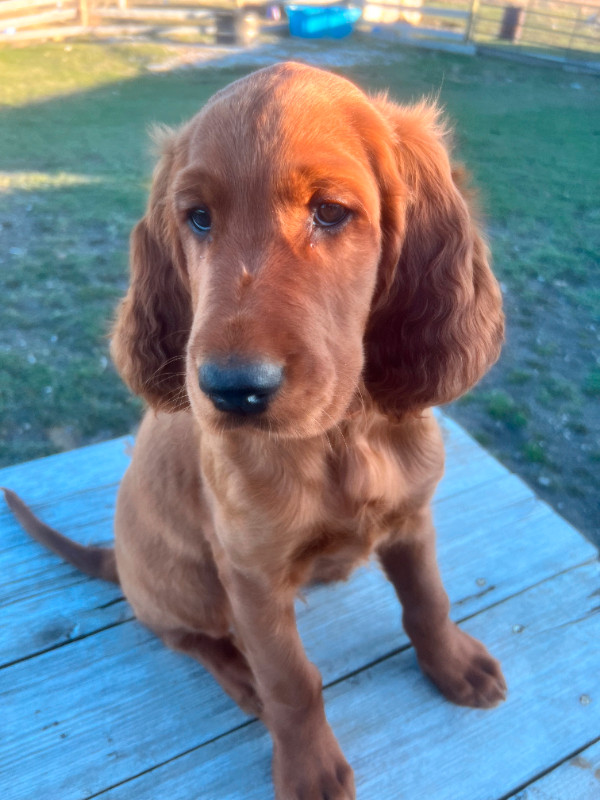 Irish Setter Puppies in Dogs & Puppies for Rehoming in City of Halifax - Image 2