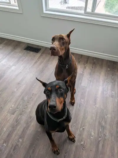 two female Dobermans for sale , View more