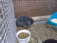 8 week old(Next Tuesday) Blue Holland Lop Buck for Sale