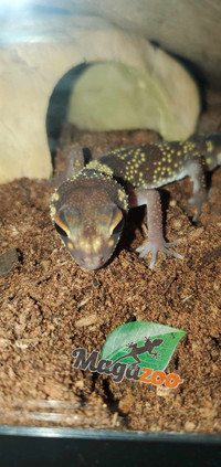Gecko aboyeur australien/Australian barking gecko