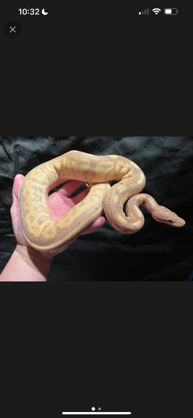 Banana Cinnamon Super orange dream poss pied young adult male  in Reptiles & Amphibians for Rehoming in Edmonton
