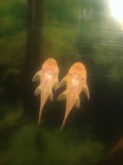 Albino and Black Bristlenose Plecostamus fish for Sale. Approxim, Voir plus