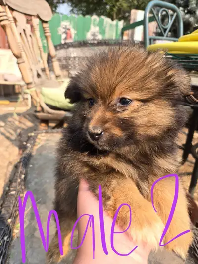 WE WILL BE IN EDMONTON THIS SATURDAY JUNE 14th IF YOU WANT TO MEET :) 5 gorgeous multi coloured male...