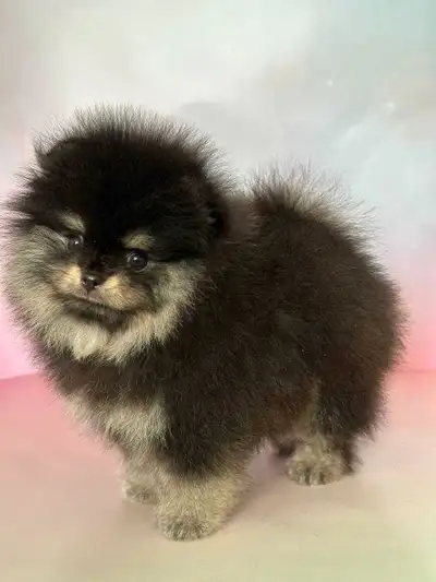Tiny xs black/tan female pomeranian, View more