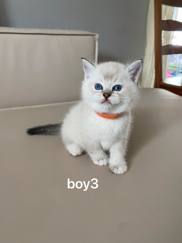 British shorthair kitten dans Chats et chatons à adopter  à Longueuil/Rive Sud - Image 4