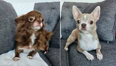 Purebred Chihuahua  adult females, View more