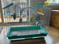 budgie $25. and cage for sale