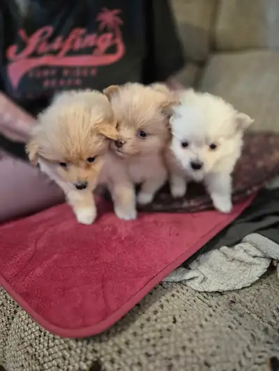 i have 2 cream males and a white male there is 1 cream and white female, they are eating and drinkin...