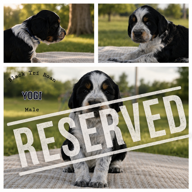 Purebred CKC English Springer Spaniel Puppies in Dogs & Puppies for Rehoming in London - Image 5