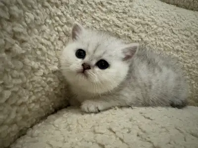 Adorable Sweet British Shorthair Kitten