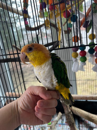 Adorable 1-Year-Old Tamed White-Bellied Caique for Sale 