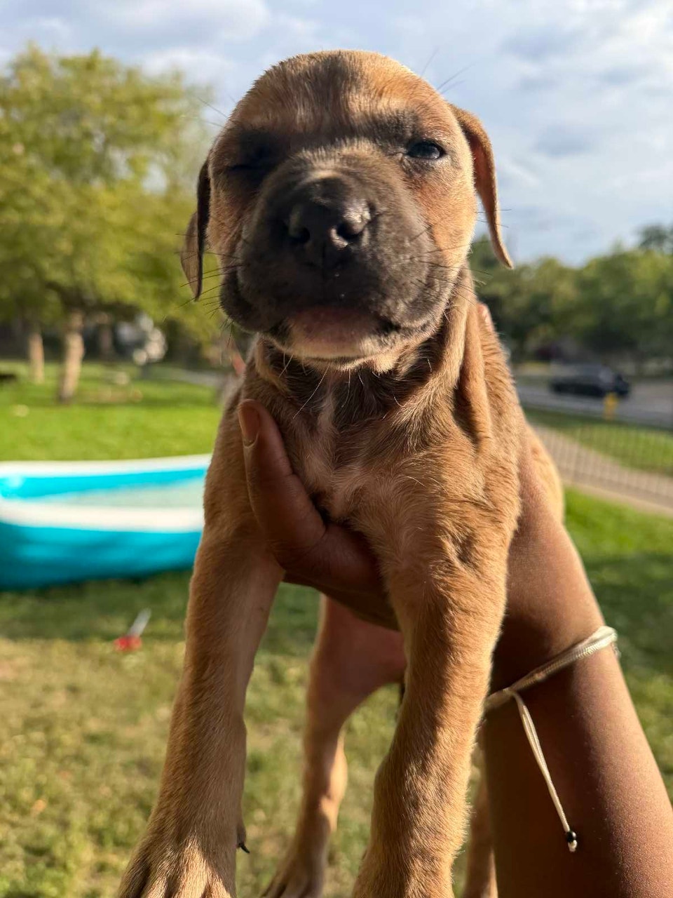 american-bulldog-mixed-puppies-dogs-puppies-for-rehoming-city-of