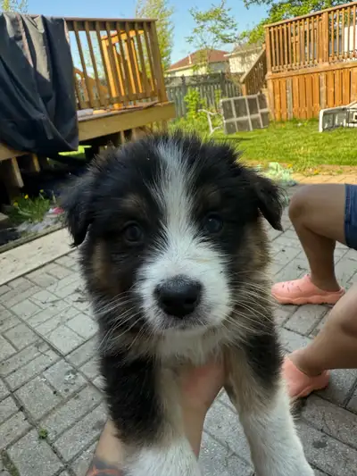 These adorable Australian Shepherd puppies are looking for their forever homes! These playful pups h...