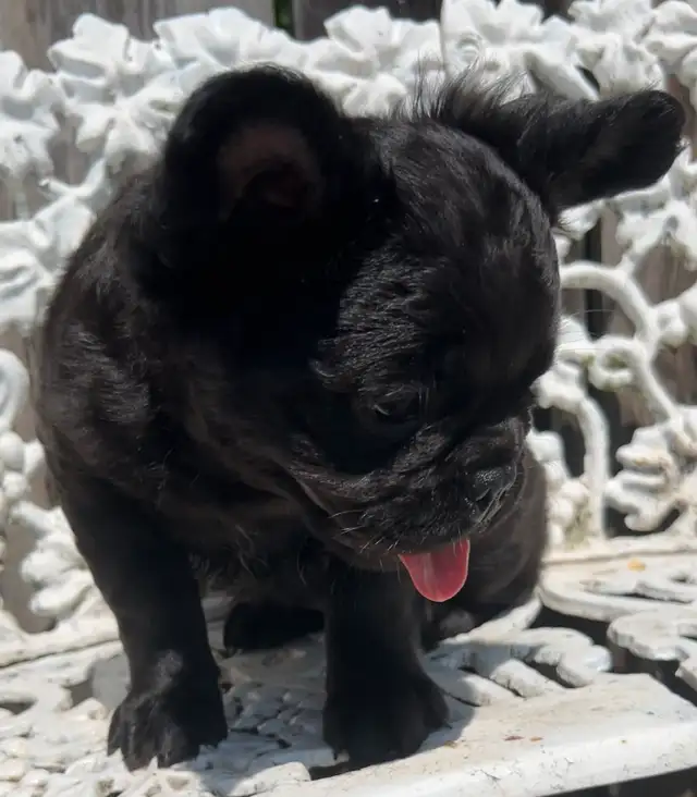 French Bulldog puppies 2 year Health Guarantee in Dogs & Puppies for Rehoming in Ottawa - Image 6