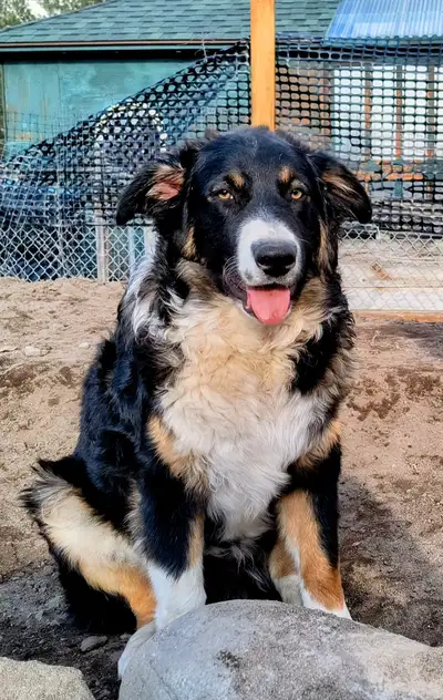 Say hello to Mozart! Mozart is the last available boy of 5 boys in his litter. We are keeping his on...