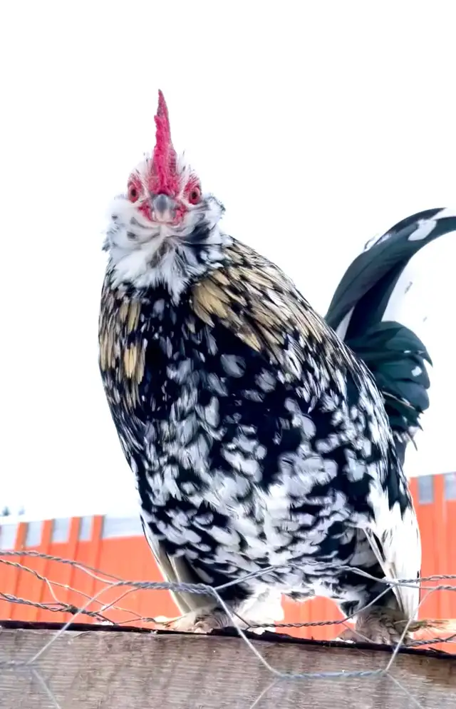 Bantam d”Uccle Hatching Eggs in Livestock in Yarmouth - Image 4