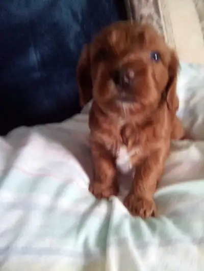 I have 4 adorable.cockapoo puppies,DOB June 16th/24 puppies are hypoallergenic,non shedding,they sho...