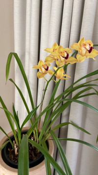 Cymbidium orchid