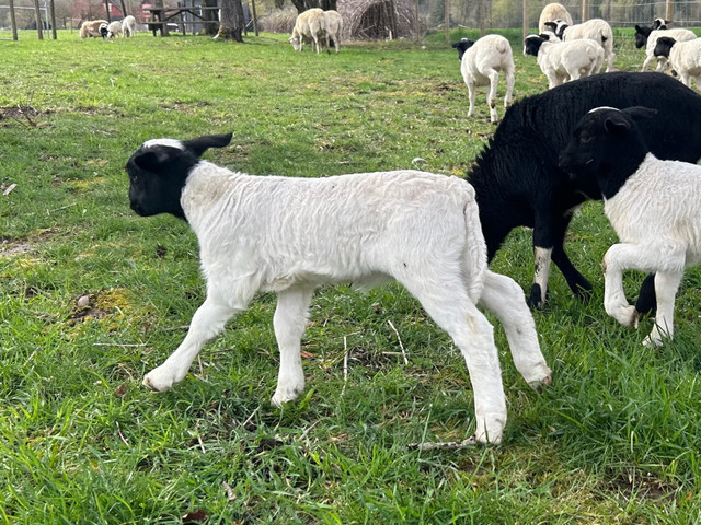 Full Blood Dorper Ram Lamb in Livestock in Hope / Kent - Image 4