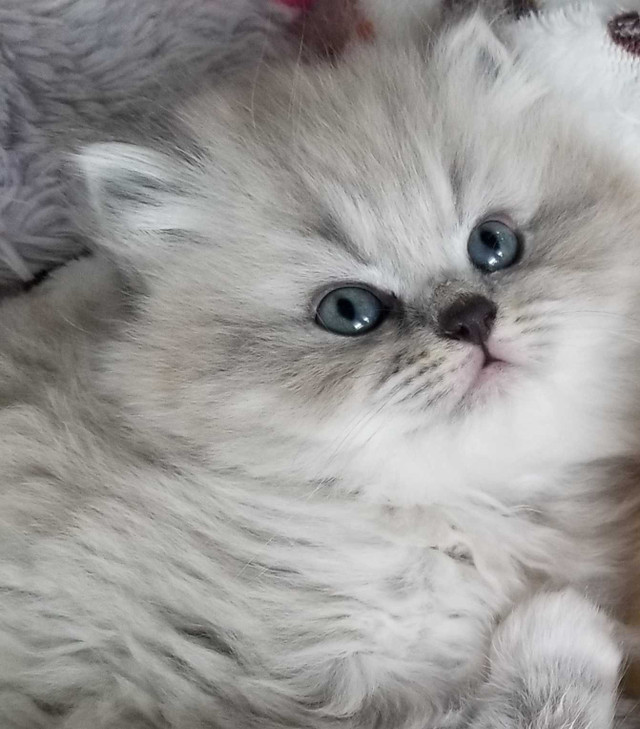 Persian Ragdolls  in Cats & Kittens for Rehoming in Belleville