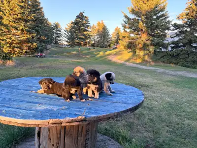 Great Pyrenees/border collie puppies for sale contact for more information 175 $ or best offer 40362...