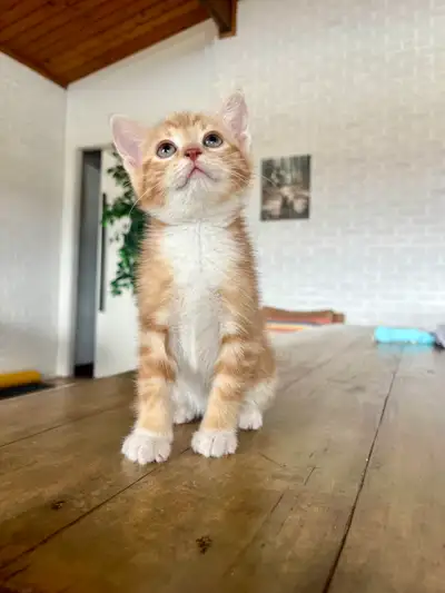 ❤️Golden Bengal-Like Mixed Kittens❤️, View more