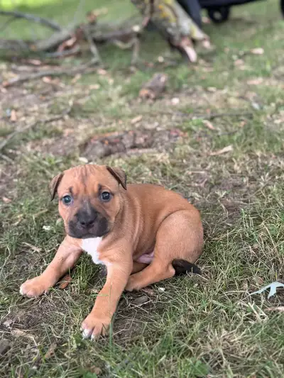 American Bulldog & Rottweiler Mix Puppies – Ready for New Homes!, View more