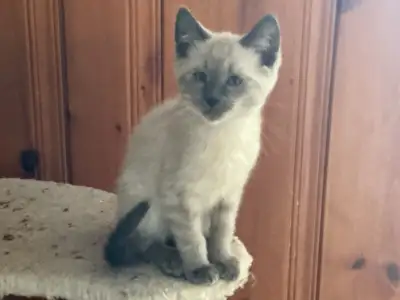 Blue point Siamese male kitten, View more