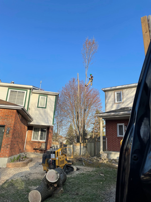 Tree Removal, Trimming and Stump Grinding Services  in Lawn, Tree Maintenance & Eavestrough in Ottawa - Image 4