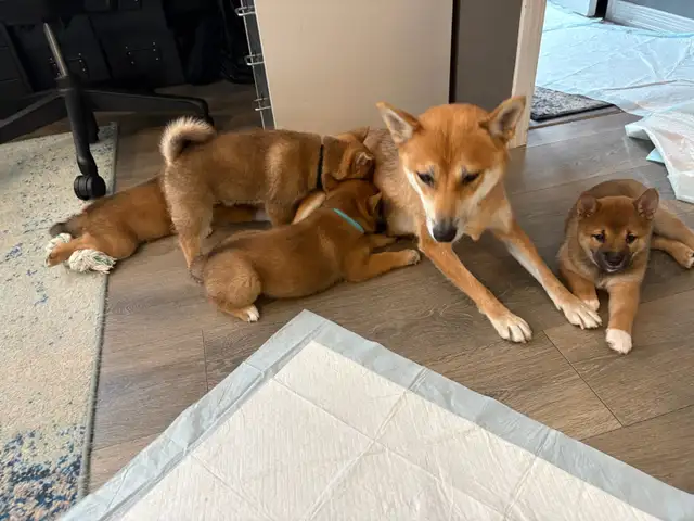 Purebred Shiba Inu Puppies Vaccinated, Microchipped & Home Raise in Dogs & Puppies for Rehoming in City of Toronto - Image 12