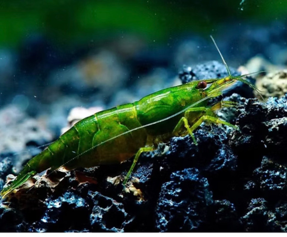 Green Hulk Shrimp | Fish for Rehoming | Winnipeg | Free local ...