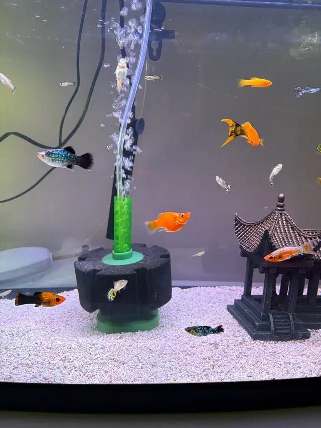 mollies and guppies  in Fish for Rehoming in Richmond - Image 6