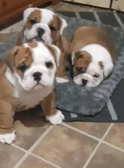 ⭐️⭐️⭐️⭐️⭐️ Royal Victorian Bulldog Puppies - Your New Best Friend Awaits! Looking for a loyal, affec...