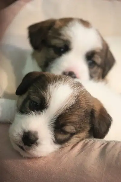 PUREBRED CKC REGISTERED JACK RUSSELL PUPPIES. CHAMPION BLOODLINE, View more