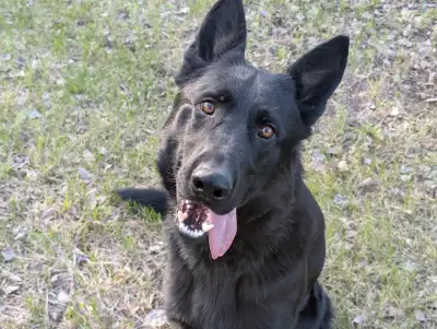 Koda is looking for his forever home. He was raised on a farm with horses and other dogs. He likes p...