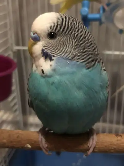 BUDGIES FOR SALE, View more