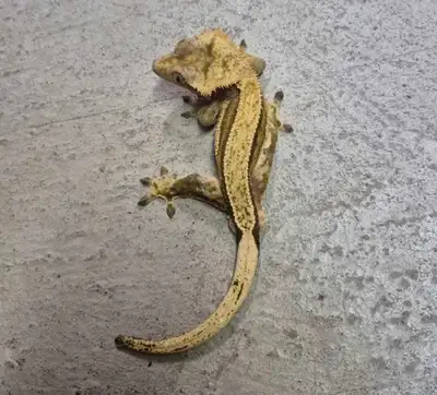 gecko a crete adulte, View more