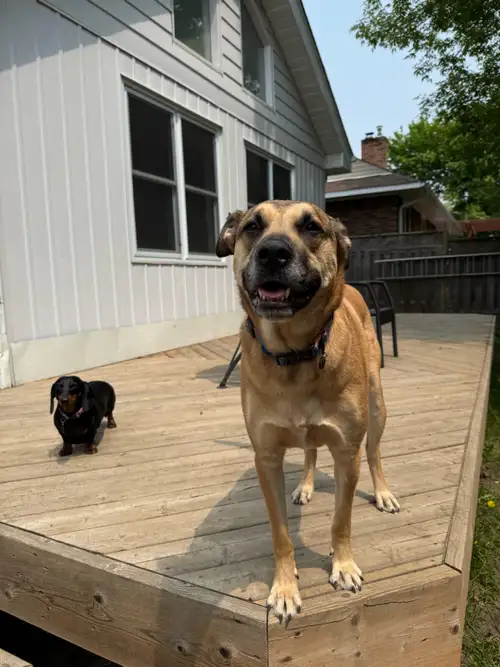 Hello Dog Owners, I'm a dedicated full-time dog sitter with over 10 years of experience caring for f...