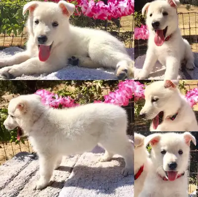 Krypto Male White German Shepherd Puppy, View more