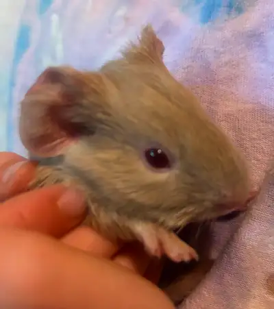 Baby Guinea pigs for new homes soon!, View more