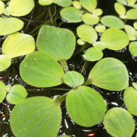 Dwarf water lettuce 