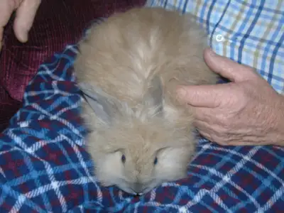 English Angora Rabbits, View more