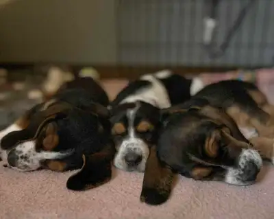 Basset Hound Puppies, View more
