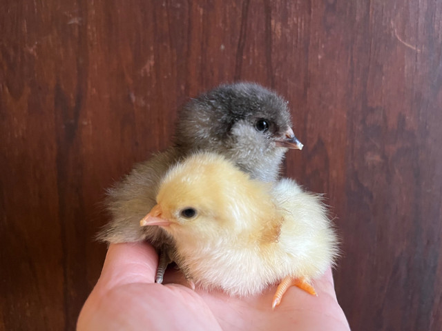 Easter / Olive Egger chicks available  in Livestock in Kawartha Lakes - Image 3