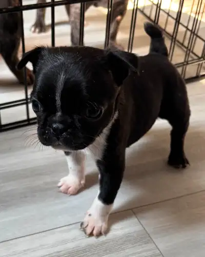 BUGG PUPPY FOR SALE, View more
